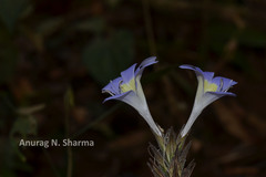 Barleria courtallica